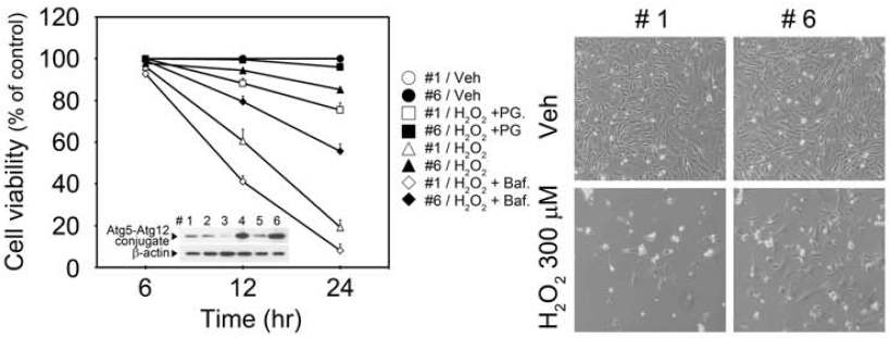 Atg5 Tg MEFs에서 H2O2에 따른 세포죽음조사