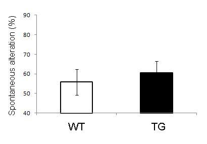 WT과 Atg Tg (TG) mice 에서의 Aβ-induced memory loss