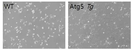 Primary cultured cardiomyocyte 에서 hypoxic damage에 대한 민감도 조사