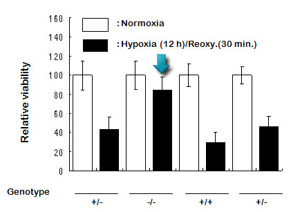 E2-25K/hip-2 (-/-_ primary cortical neuron에서 hypoxia에 대한 cell death