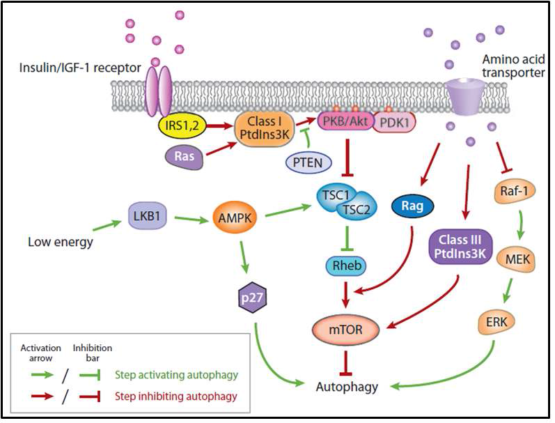 영양분, 호르몬 및 에너지 상태에 따른 autophagy 유도