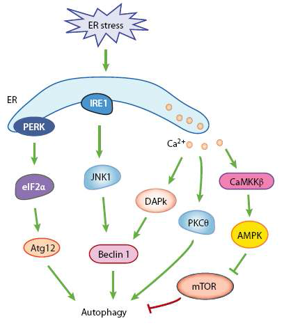 ER stress에 따른 autophagy 유도