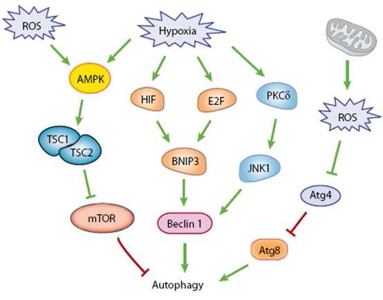 Hypoxia, ROS에 의한 autophagy 유도