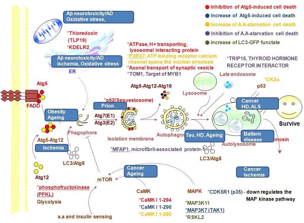 발굴 유전자, autophgay signal pathway, humandisease map.