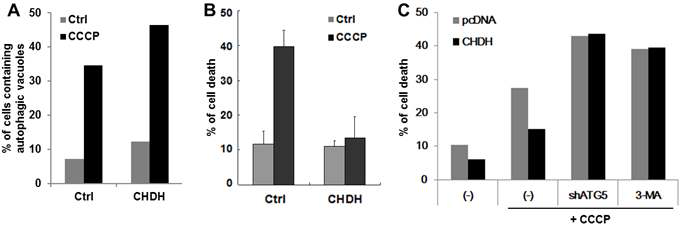 CHDH에 의한 autophagy 활성 측정 및 세포사멸 (A) CCCP에 의한 autophagy 활성, (B) CCCP 세포사멸에 CHDH의 효과(C) Autophag 저해시 CHDH에 의해 저해되는 세포사멸