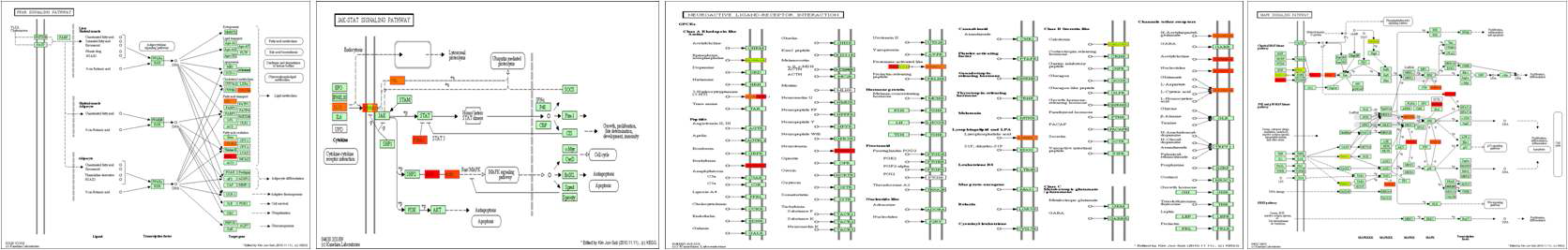 Atg5 Tg mice에서 발현량이 증가한 cDNA pathway