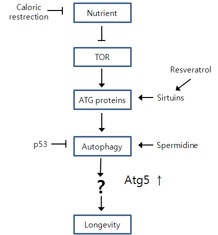 Longevity와 autophagy model