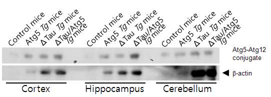 Atg5 Tg mice와 ΔTau Tg mice를 교배한 생쥐에서 Atg5의 발현 조사