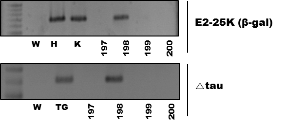 E2-25K KO/△tau tg mice genotyping