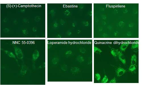 Autophagy 증가 시키는 compound