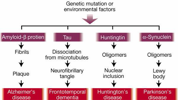 Aggregation disease의 종류와 주요 원인