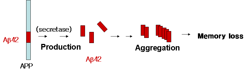 치매 병에서 Ab42 aggregates(oligomer)의 중요성