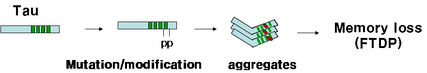 Tau 단백질의 modification과 aggregates에 의한 dementia