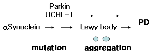 파킨슨병에서 protein aggregates 축적