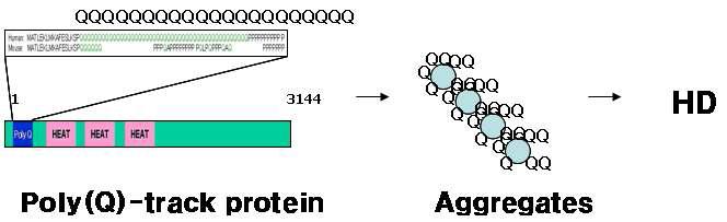 헌팅턴 병에서 PolyQ의 aggregation과 질병