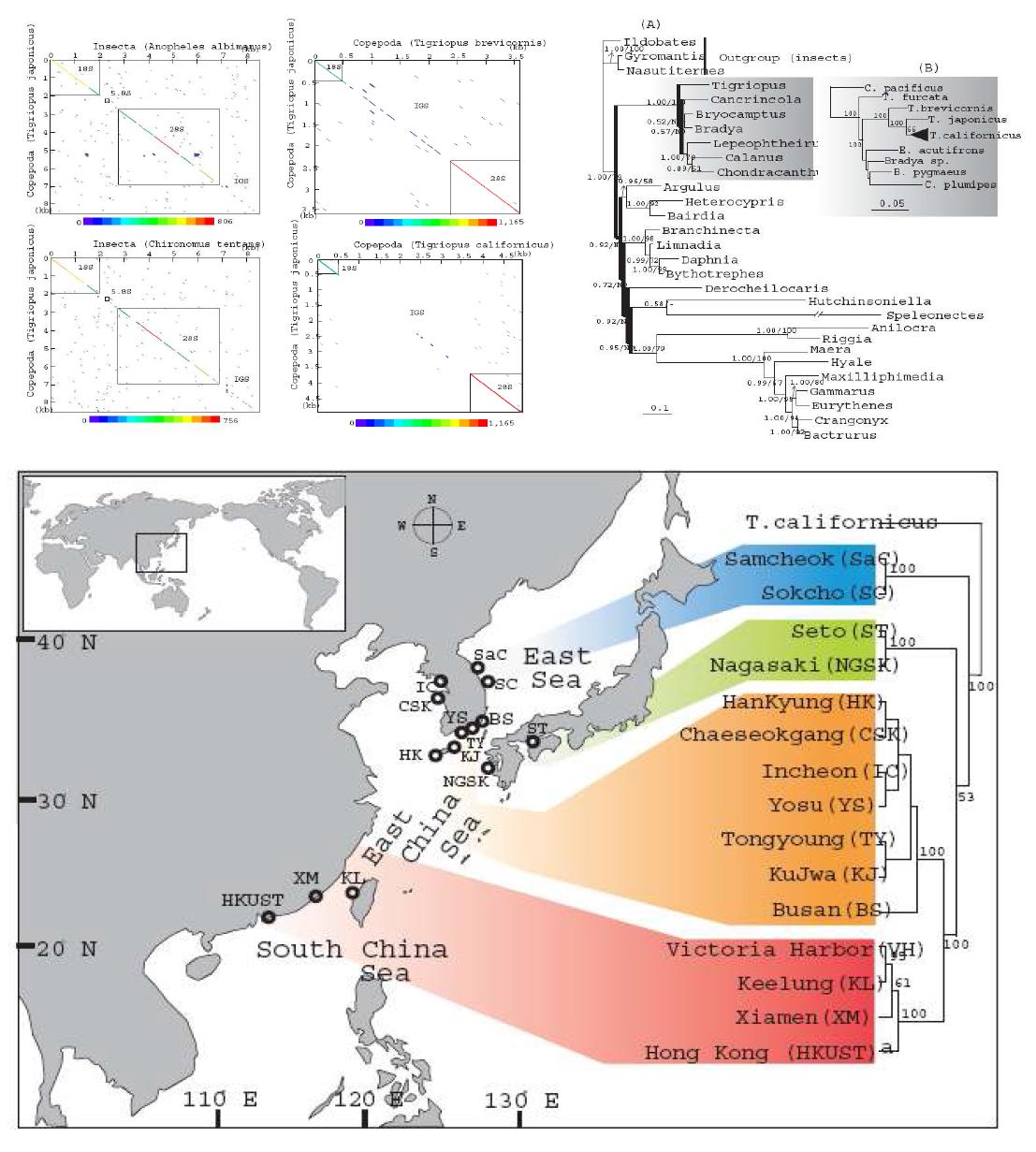 한국, 일본, 중국의 Tigriopus rDNA 및 ITS 분석