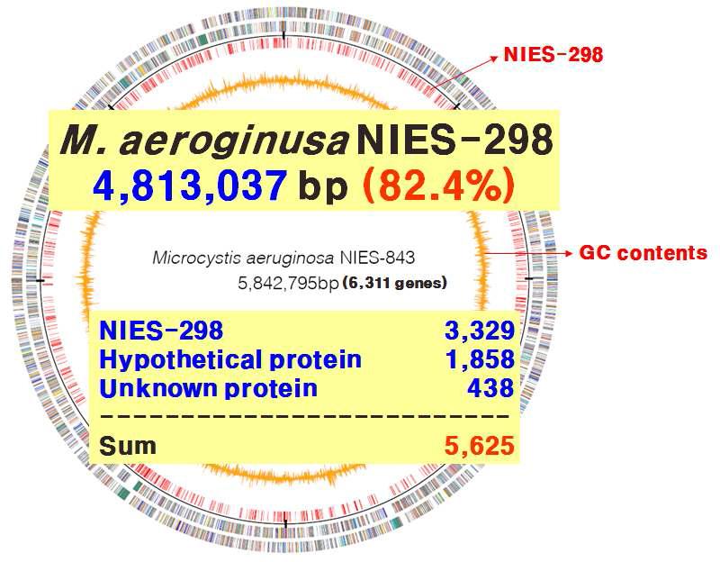 Microcystis aeruginosa NIES-298