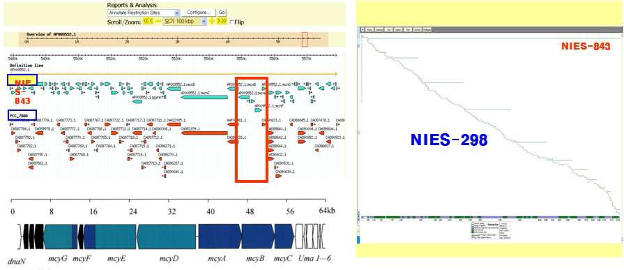 남조류 Microcystis aeruginosa의 microcystin 생산 부위 비교 및 분석 (NIES-298 vs NIES-843)