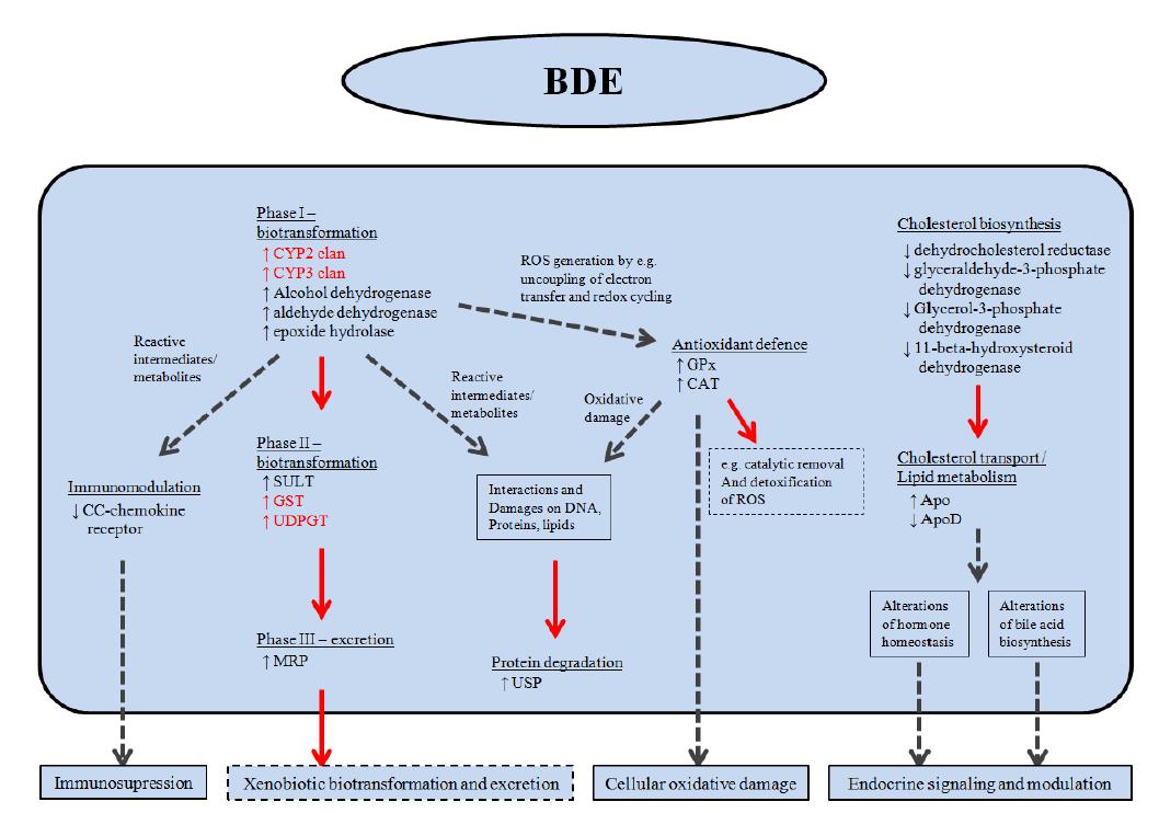 BDE-47이 요각류 전체 유전체의 미치는 영향에 대한 모식도