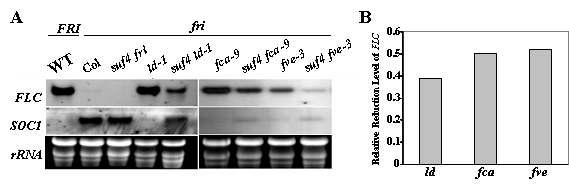 Autonomous pathway mutants와 suf4 간의 double mutant에서 FLC 발현양 확인