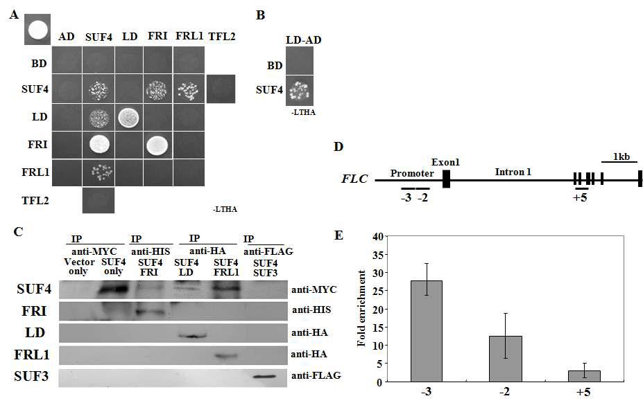 SUF4와 FRI, FRL1, LD 간의 상호결합 및 FLC promoter에의 결합.