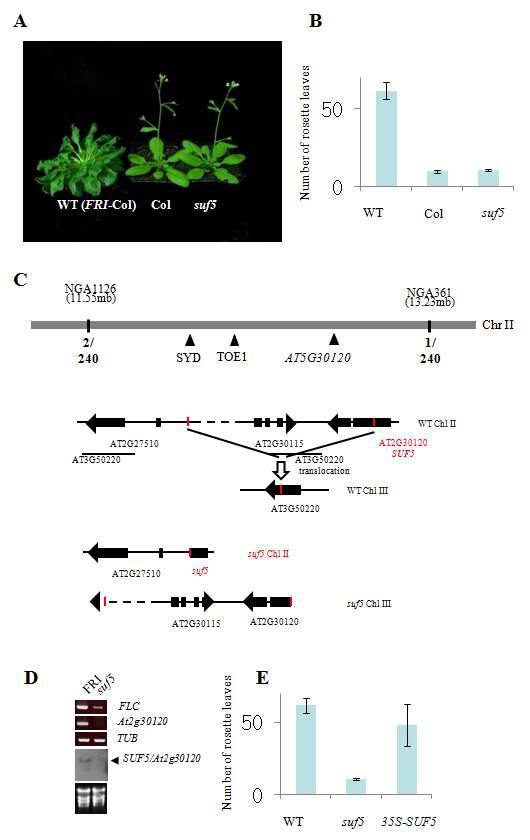 SUF5의 map-based gene cloning.