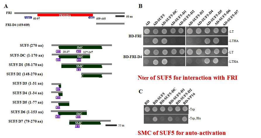 A. SUF5의 deletion series, B. FRI와의 yeast two hybrid analysis, C. SUF5의 auto-activation