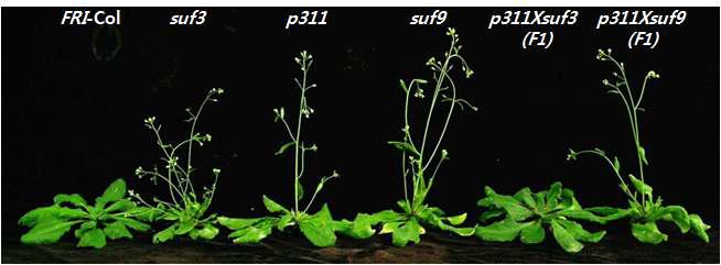 suf9의 표현형. suf9은 T-DNA tagging mutant인 p311과 allele임을 확인.
