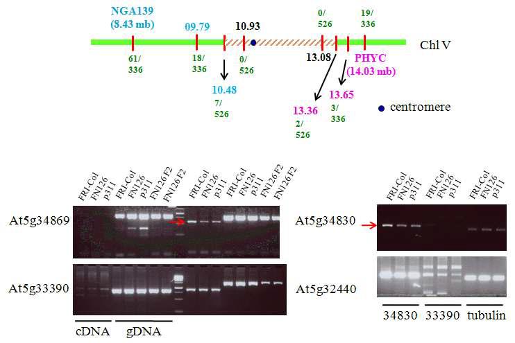 SUF9의 positional cloning. 아래는 locus 근처 유전자의 발현 분석