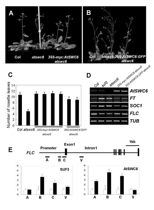 SUF3와 SWC6가 모두 FLC promoter 상에 결합, A-D. 35S-myc:SUF3와 35S-myc:SWC6의 기능이 정상임을 확인한 rescue 실험, E. chromatin IP 결과