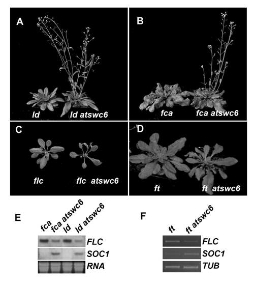 Autonomous pathway mutants에 미치는 swc6의 영향