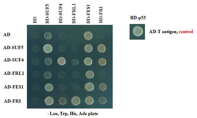 FRI는 SUF4, SUF5,FRL1, FES1 모두와 단백질간 결합.