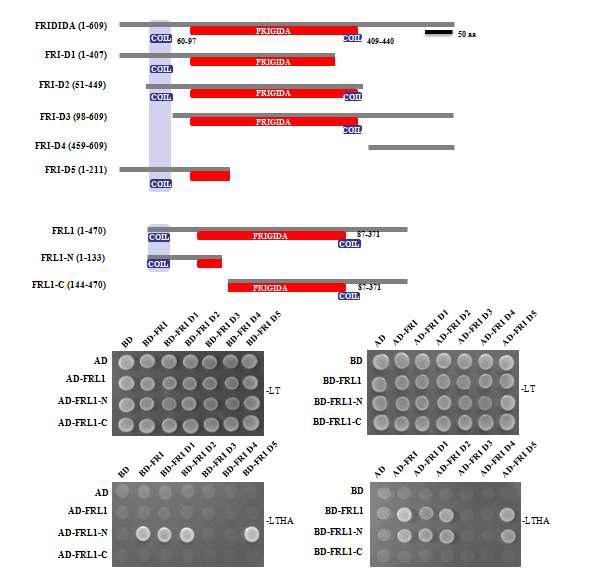 FRI, FRL1과의 상호결합에 N-terminus가 필요