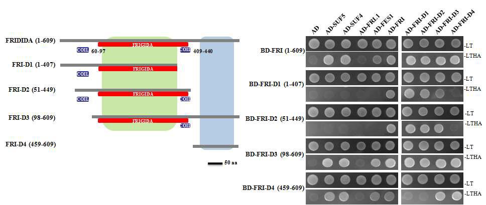 FRI deletion series를 이용한 yeast two hybrid assay.