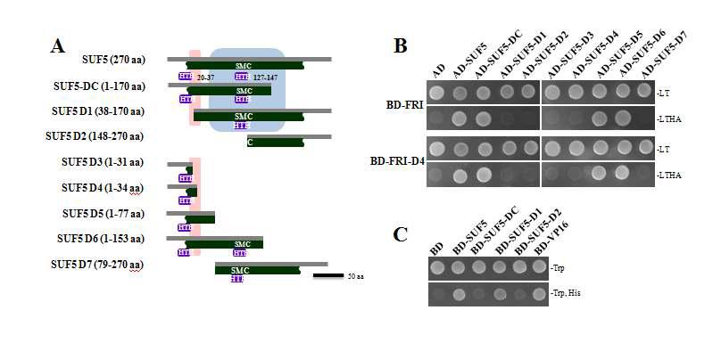 SUF5 deletion series(A)를 이용한 FRI와의 상호결합(B) 및 autoactivation 활성 조사(C).