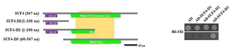 SUF4 deletion series를 이용한 FRI와의 상호결합 확인.