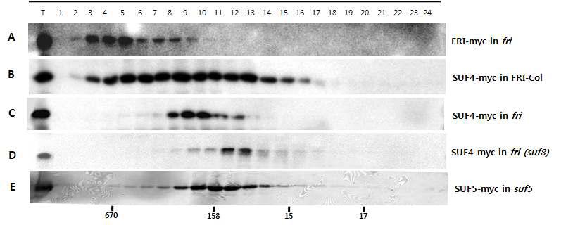 Gel filtration을 이용한 FRI complex의 size 비교.