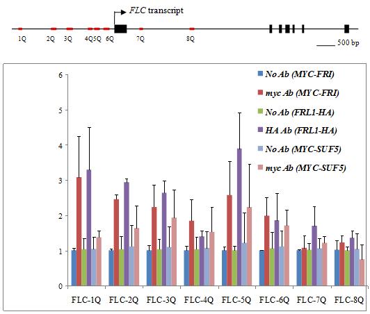 Chromatin IP를 이용한 FRI complex components, FRI, FRL1, SUF5의 FLC promoter 결합 부위 확인