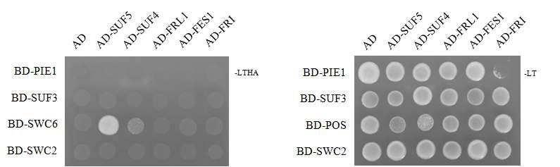 Yeast two hybrid assay로 SUF4, SUF5와 SWR1의 SWC6 간의 결합을 확인