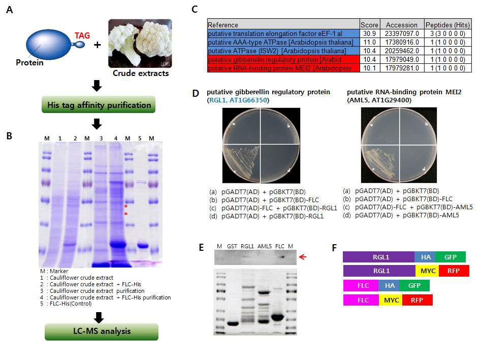 FLC-His fusion protein을 이용한 FLC protein complex의 분리, A. P r o t e i n mixing 실험 개요, B. Protein 전기 영동 후 staining, C. LC-MS 분석 결과