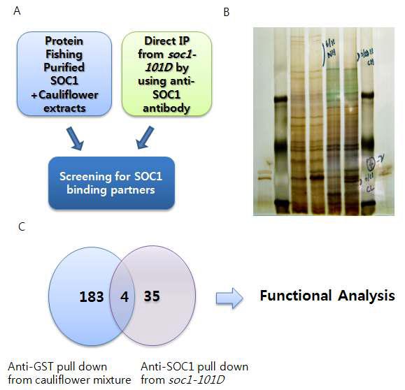 SOC1 protein complex 분리.