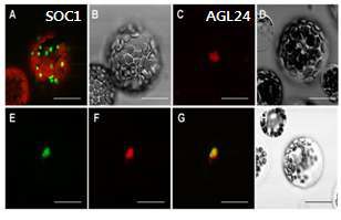 SOC1-AGL24 dimer의 세포 내 위치