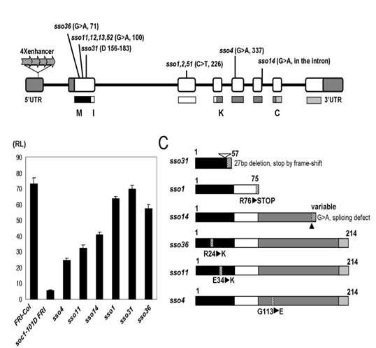 EMS mutagenesis를 통해 얻은 soc1-101D FRI의 intragenic suppressor 돌연변이들에 대한 분석