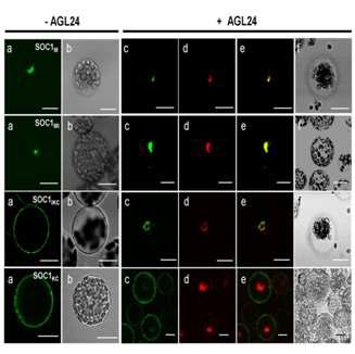 SOC1 deletion mutants와 AGL24간의 interaction 및 세포내 위치 확인.