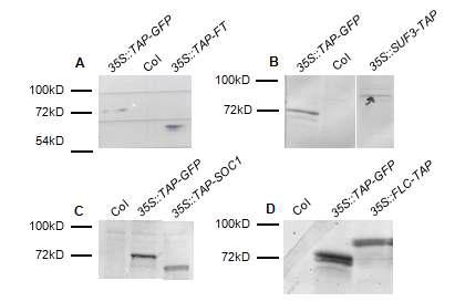 TAP fusion 형질전환체에서 단백질의 확인