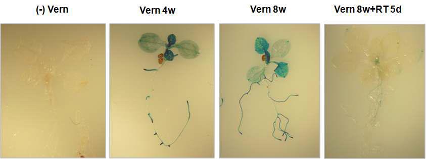 VIN3 promoter의 3kb upstream sequence는 춘화처리에 대해 endogenous VIN3 처럼 반응.