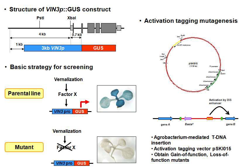 ves mutant screening 방법.