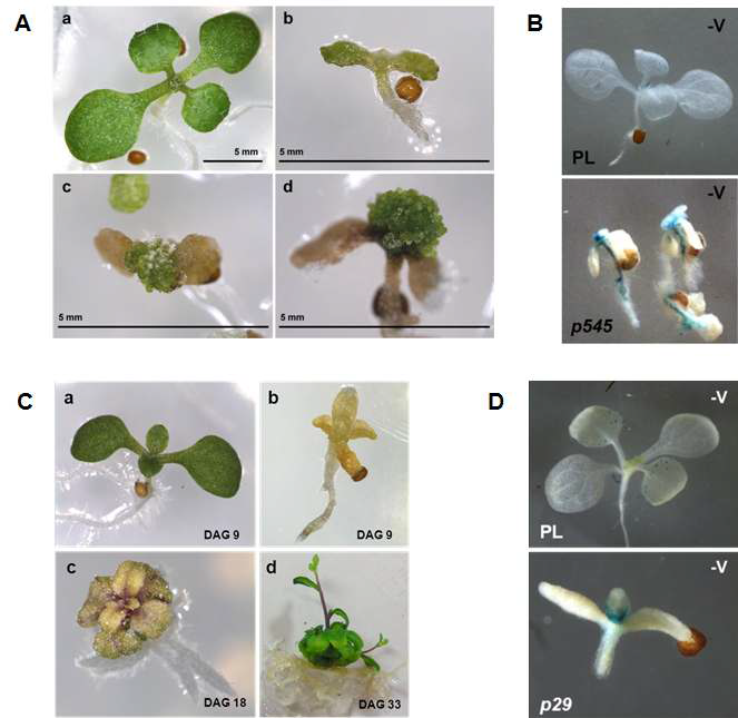 Vernalization-hypersensitive mutant