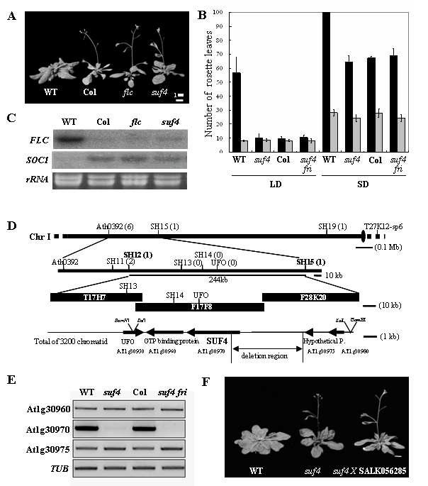 A. suf4 돌연변이체의 표현형, B. suf4, suf4 fri double mutant의 개화 표현형, C. suf4에서의 FLC, SOC1 발현양 조사, D. SUF4의 map-based gene cloning, E. suf4 mutant에서의 At1g30970 발현 소실 확인, F. suf4 SALK line의 확인