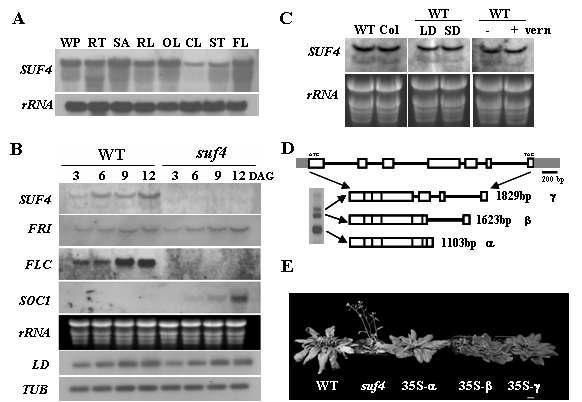 A. SUF4의 조직별 발현 패턴, B. SUF4의 발달단계별 발현 패턴, C. SUF4의 환경에 따른 발현, D. SUF4의 alternative splicing forms, E. 35S 과 발현체에 의한 표현형 복구.